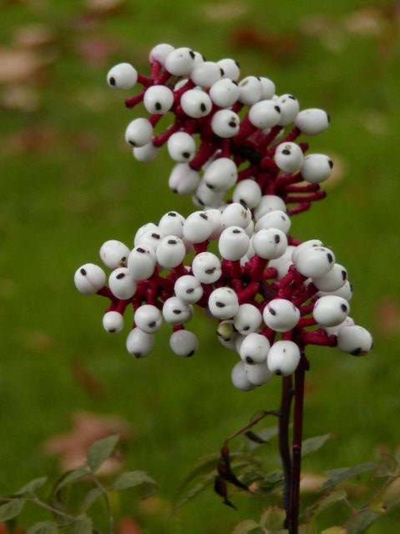 9 most dangerous plants in the world