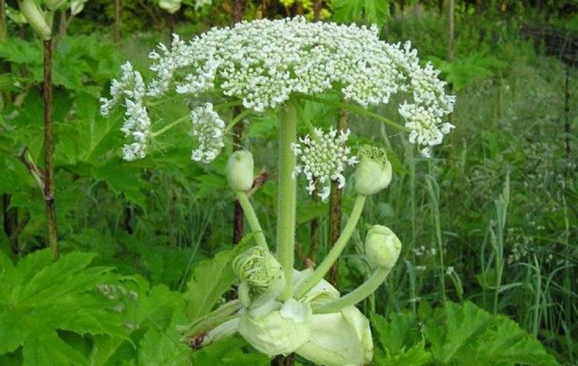 9 plantas más peligrosas del mundo