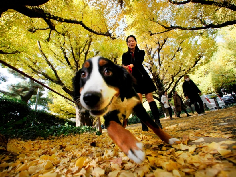 9 things that make your dog secretly hate you