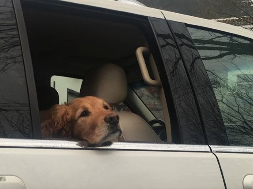 9 things that make your dog secretly hate you