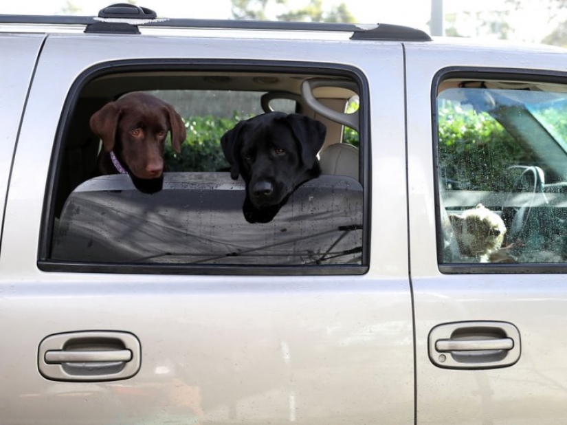 9 things that make your dog secretly hate you