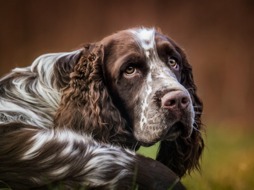 9 things that make your dog secretly hate you