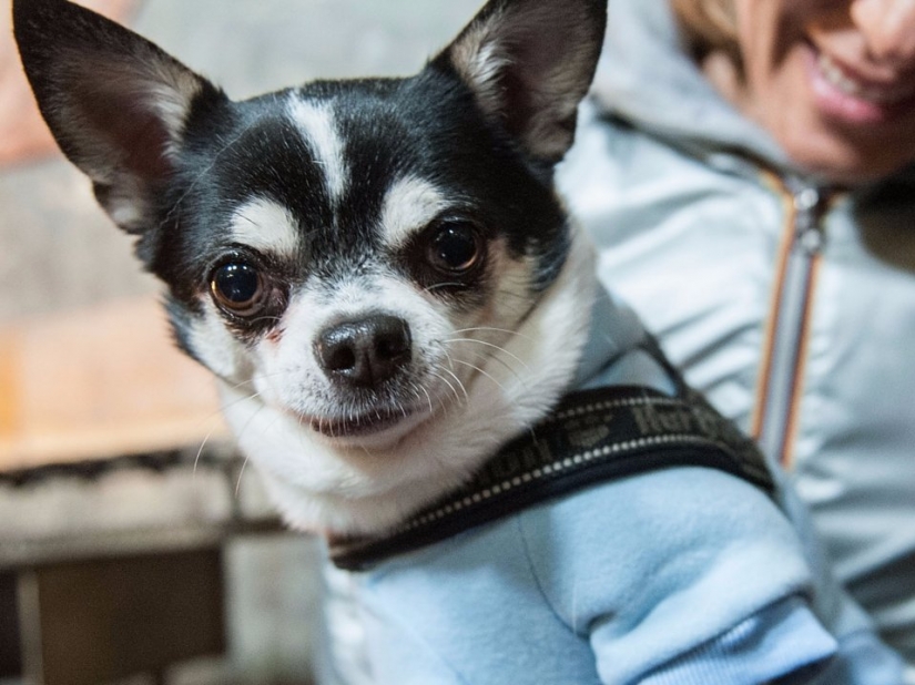 9 things that make your dog secretly hate you