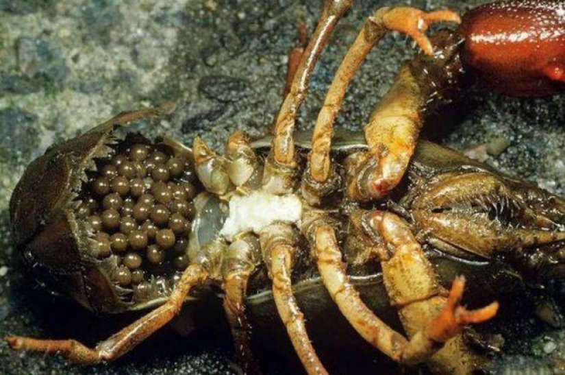 A bit of surrealism: in Belgium, mutant crayfish took over the city cemetery