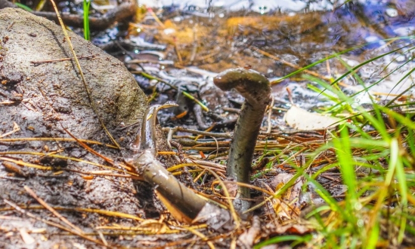 A guide from Australia has discovered vampire eels that have not been seen for 20 years