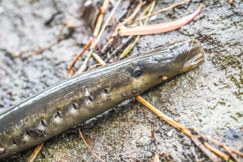 A guide from Australia has discovered vampire eels that have not been seen for 20 years
