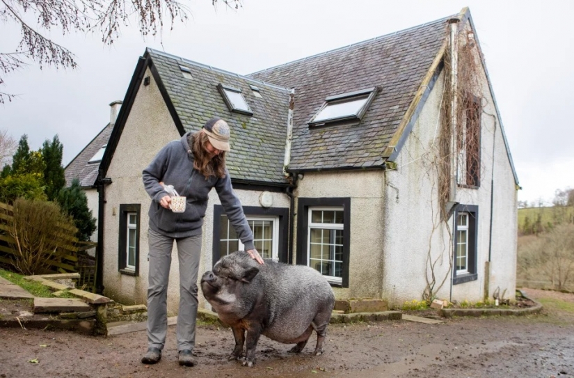 A huge wild boar lives in the house of the Scots, enjoying the love and comfort A huge wild boar lives in the house of the Scots, enjoying the love and comfort
