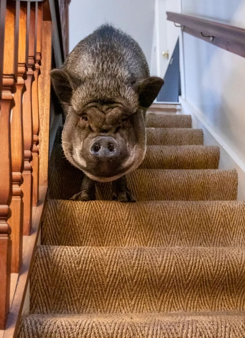 A huge wild boar lives in the house of the Scots, enjoying the love and comfort A huge wild boar lives in the house of the Scots, enjoying the love and comfort