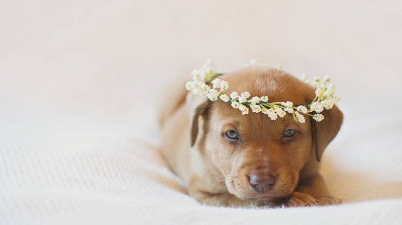 A photo shoot of a newborn puppy that will melt your mimimeter