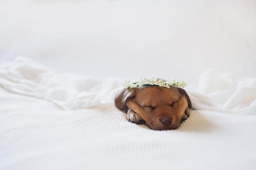A photo shoot of a newborn puppy that will melt your mimimeter