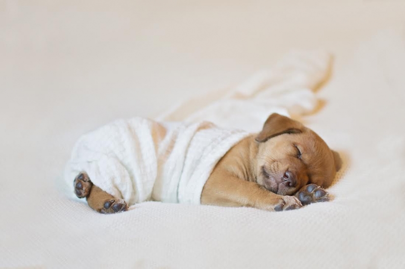 A photo shoot of a newborn puppy that will melt your mimimeter