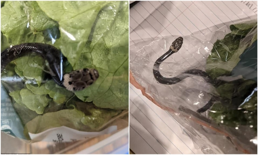 A resident of Australia found the snake in shopping salad A resident of Australia found the snake in shopping salad