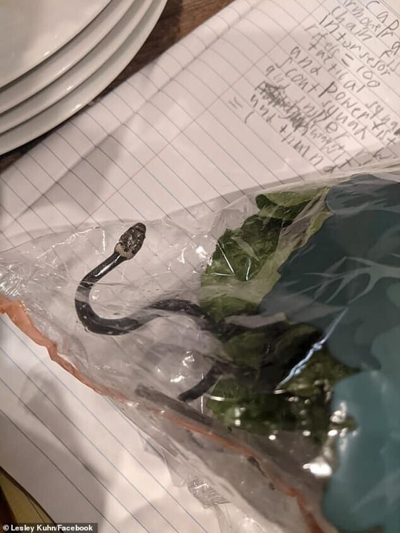 A resident of Australia found the snake in shopping salad A resident of Australia found the snake in shopping salad
