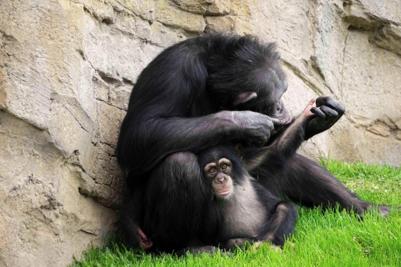A stuffed toy replaced the little chimpanzee's mother when the real one abandoned him