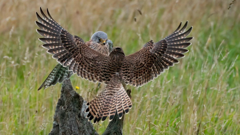 A wildlife photographer makes stunning shots during lunch break A wildlife photographer makes stunning shots during lunch break