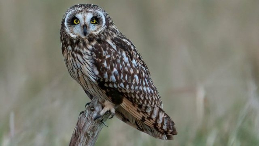 A wildlife photographer makes stunning shots during lunch break A wildlife photographer makes stunning shots during lunch break