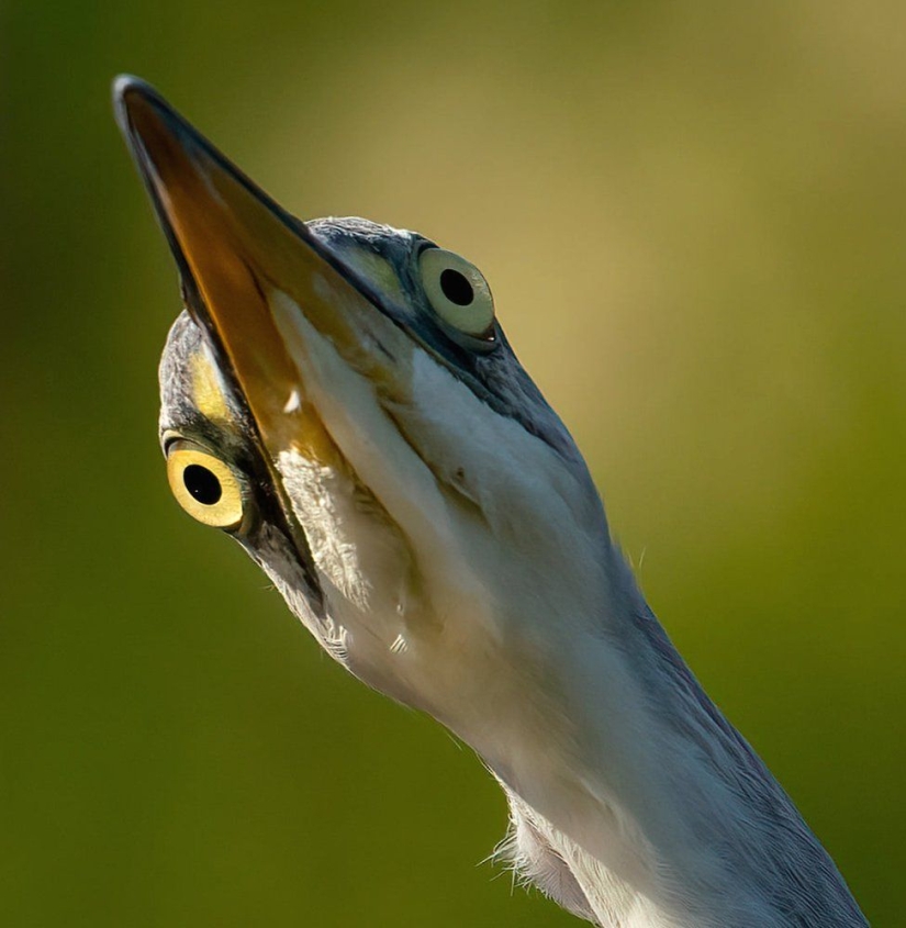 A wildlife photographer makes stunning shots during lunch break A wildlife photographer makes stunning shots during lunch break