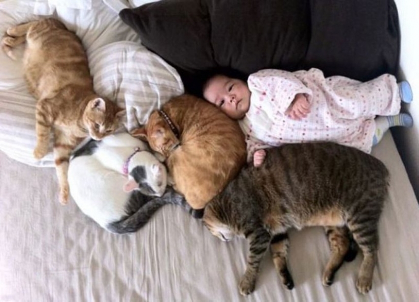 Adorable photos proving that your child needs a cat Adorable photos proving that your child needs a cat