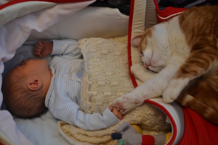 Adorable photos proving that your child needs a cat Adorable photos proving that your child needs a cat