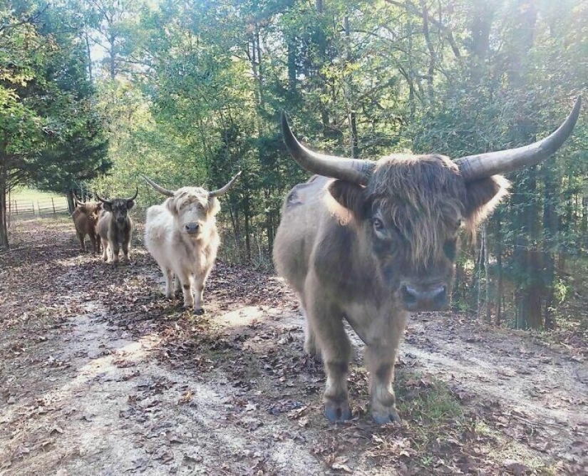 Ahorra vacas, llamas y serpientes: American había arreglado un refugio para 200 animales