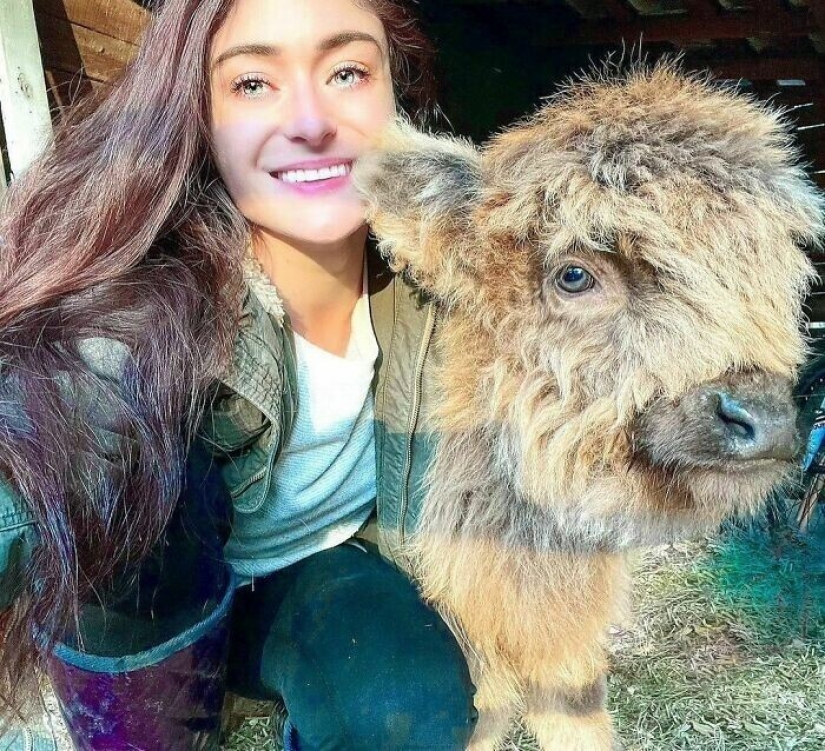 Ahorra vacas, llamas y serpientes: American había arreglado un refugio para 200 animales