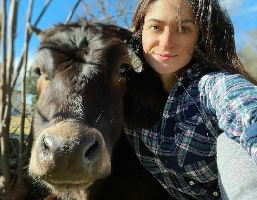 Ahorra vacas, llamas y serpientes: American había arreglado un refugio para 200 animales