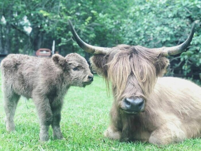 Ahorra vacas, llamas y serpientes: American había arreglado un refugio para 200 animales