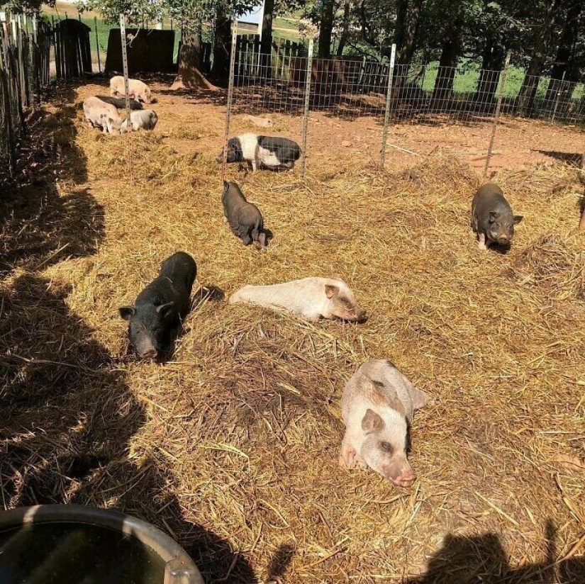 Ahorra vacas, llamas y serpientes: American había arreglado un refugio para 200 animales