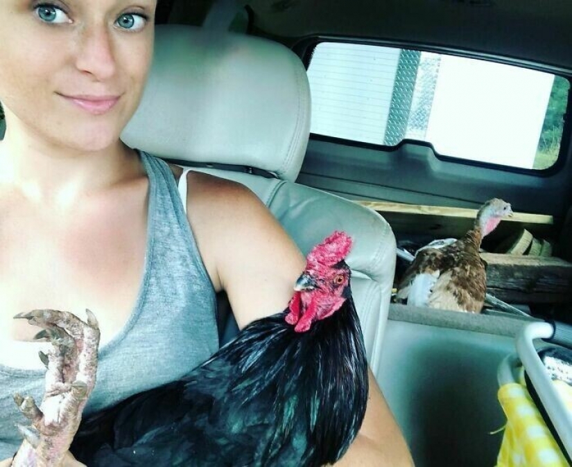 Ahorra vacas, llamas y serpientes: American había arreglado un refugio para 200 animales