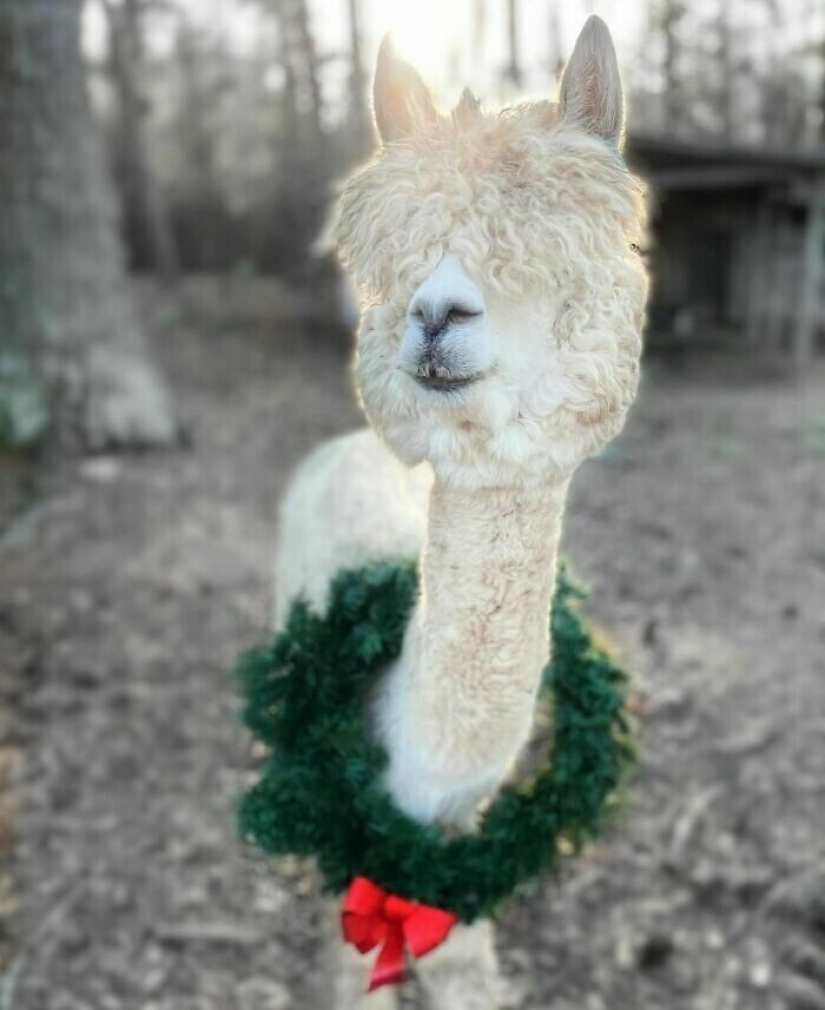 Ahorra vacas, llamas y serpientes: American había arreglado un refugio para 200 animales