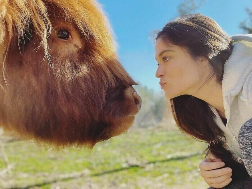 Ahorra vacas, llamas y serpientes: American había arreglado un refugio para 200 animales
