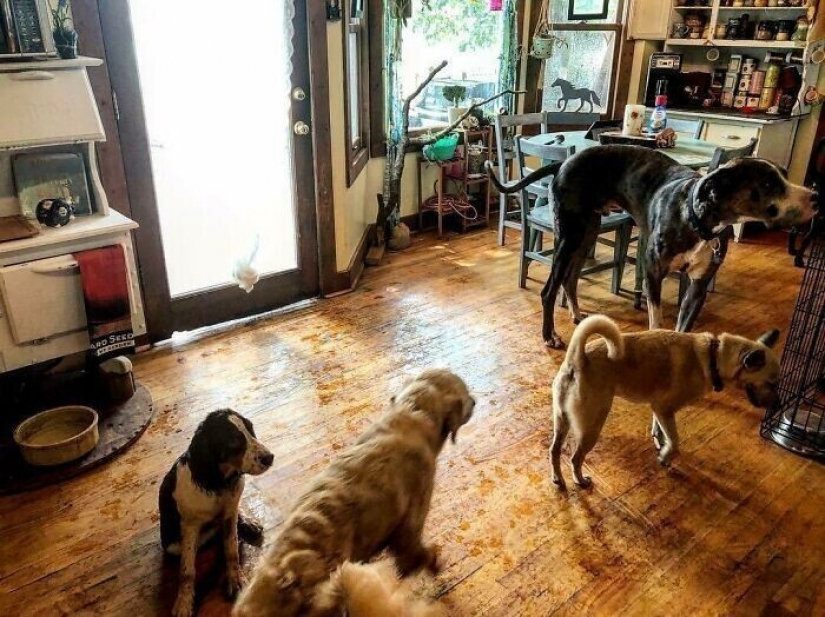 Ahorra vacas, llamas y serpientes: American había arreglado un refugio para 200 animales