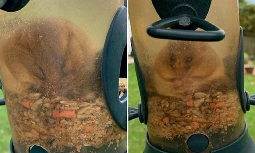 Alguien come demasiado: un roedor se metió en un comedero para pájaros y se quedó atascado Alguien come demasiado: un roedor se metió en un comedero para pájaros y se quedó atascado