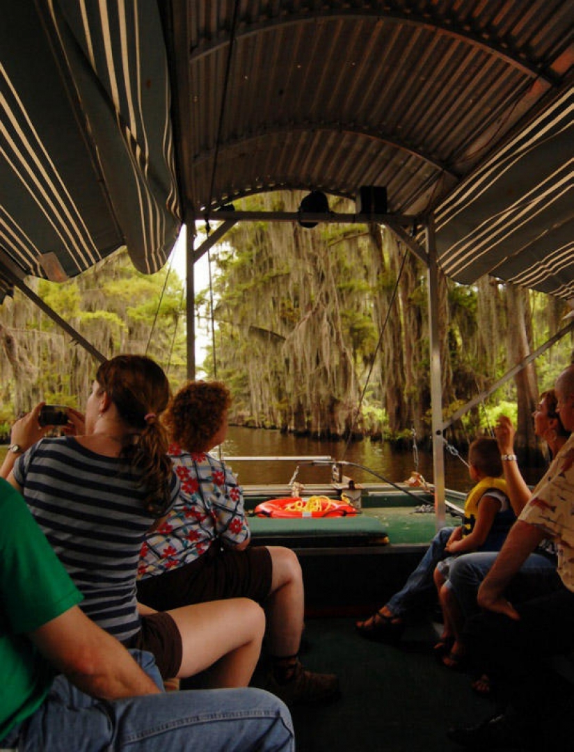 Amazing cypress trees of Caddo lake