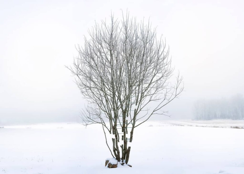 An ideal hole appeared in the forest thicket near an Estonian village and puzzled netizens