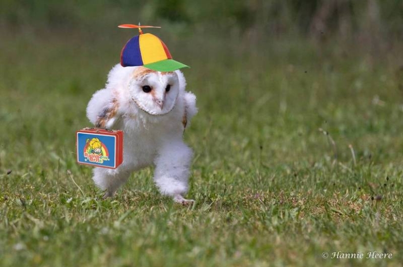 An owl hurrying somewhere on the grass touched millions and became a popular meme