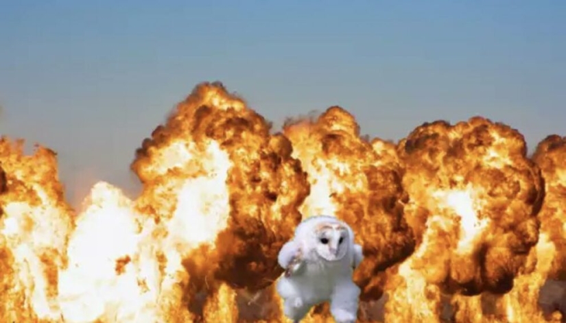 An owl hurrying somewhere on the grass touched millions and became a popular meme