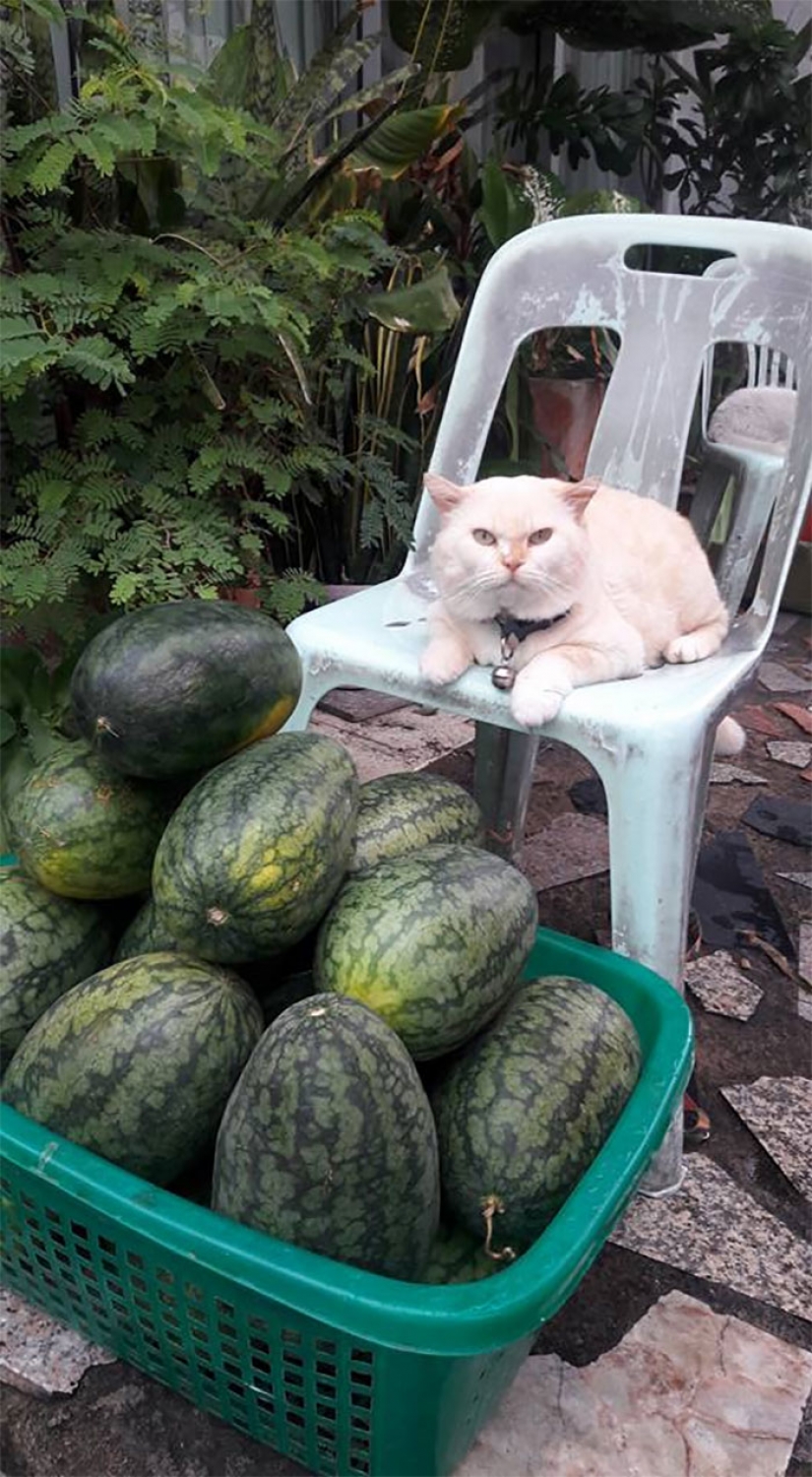 Angry cat trabaja como guardia de sandía en Tailandia