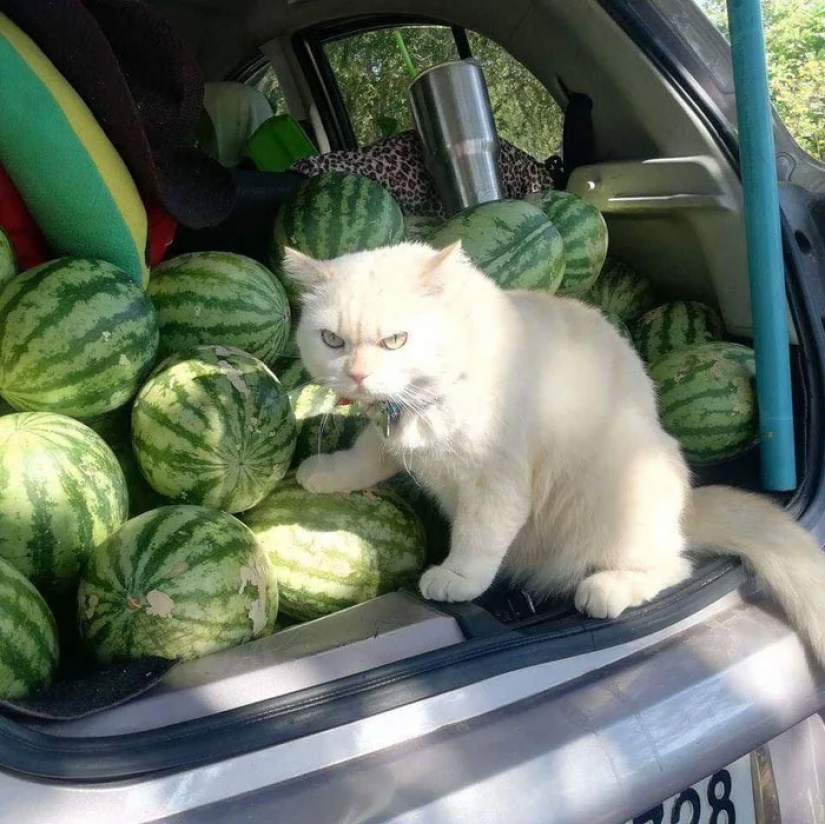 Angry cat trabaja como guardia de sandía en Tailandia