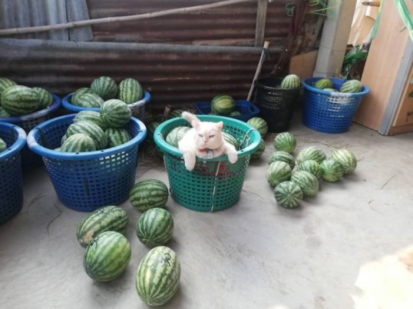 Angry cat trabaja como guardia de sandía en Tailandia