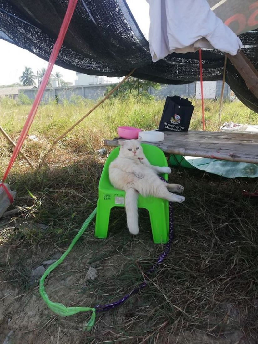 Angry cat trabaja como guardia de sandía en Tailandia
