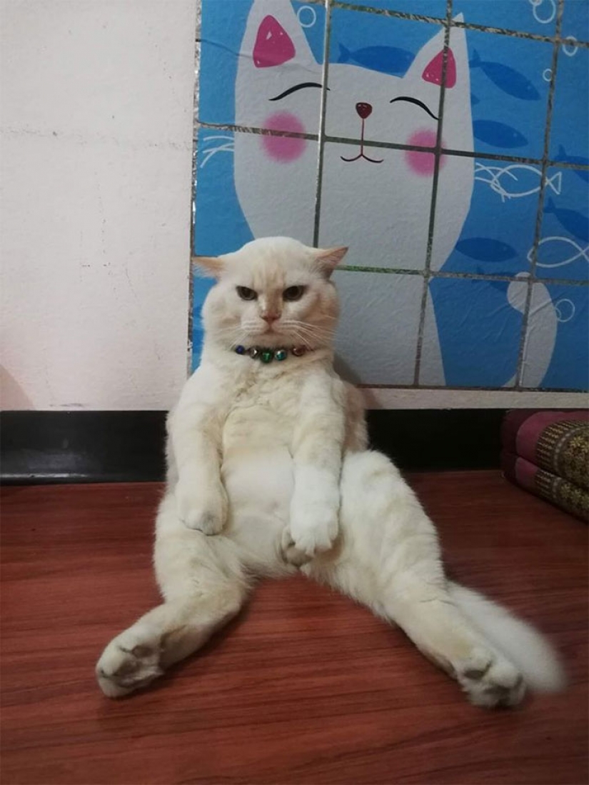 Angry cat trabaja como guardia de sandía en Tailandia