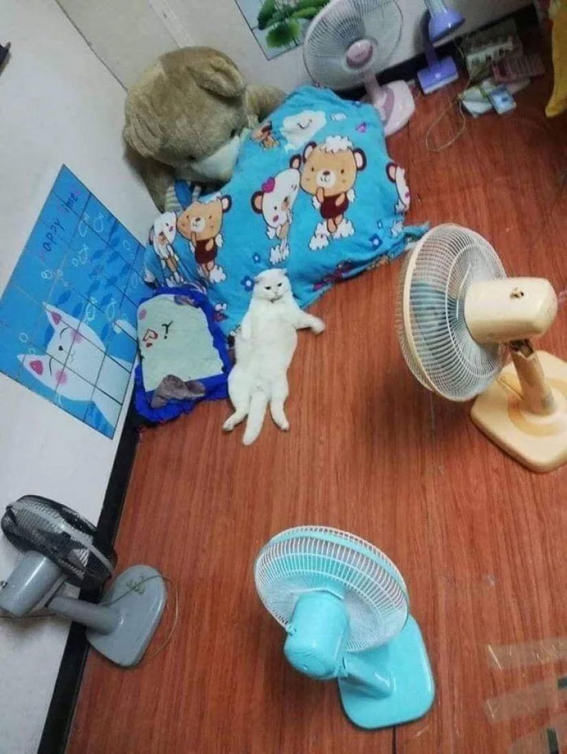 Angry cat trabaja como guardia de sandía en Tailandia