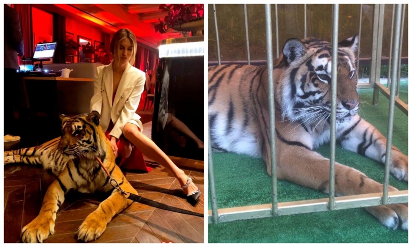 Animal rights groups attacked the socialite to hang out with predators Animal rights groups attacked the socialite to hang out with predators