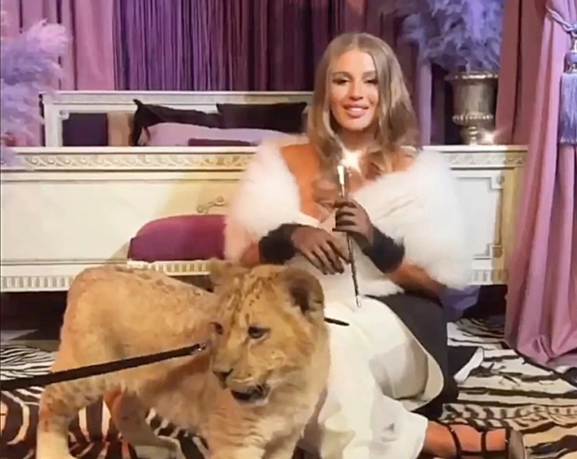 Animal rights groups attacked the socialite to hang out with predators Animal rights groups attacked the socialite to hang out with predators
