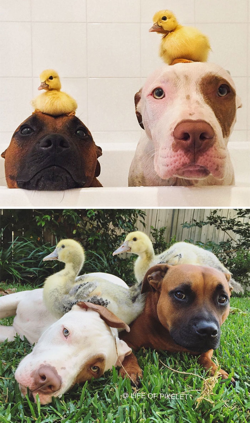 Animals that grew up together