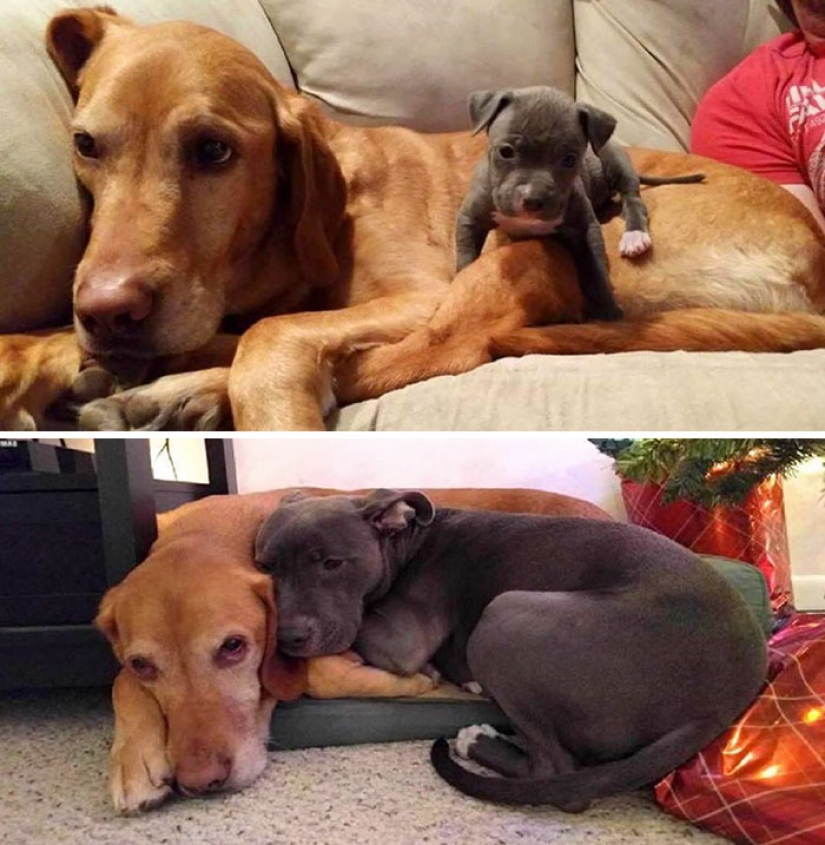 Animals that grew up together