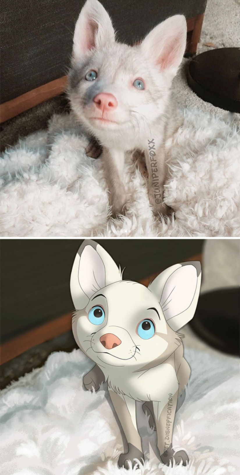 Artista holandés convierte animales en personajes de Disney