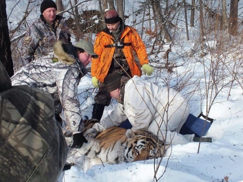As animal rights activists nearly destroyed the last of the Amur tigers As animal rights activists nearly destroyed the last of the Amur tigers