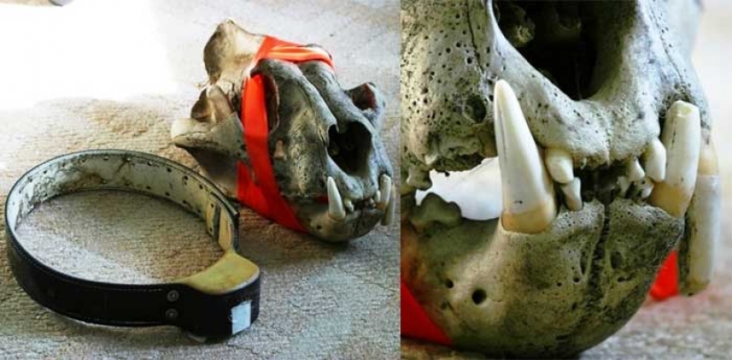 As animal rights activists nearly destroyed the last of the Amur tigers As animal rights activists nearly destroyed the last of the Amur tigers